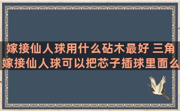 嫁接仙人球用什么砧木最好 三角嫁接仙人球可以把芯子插球里面么